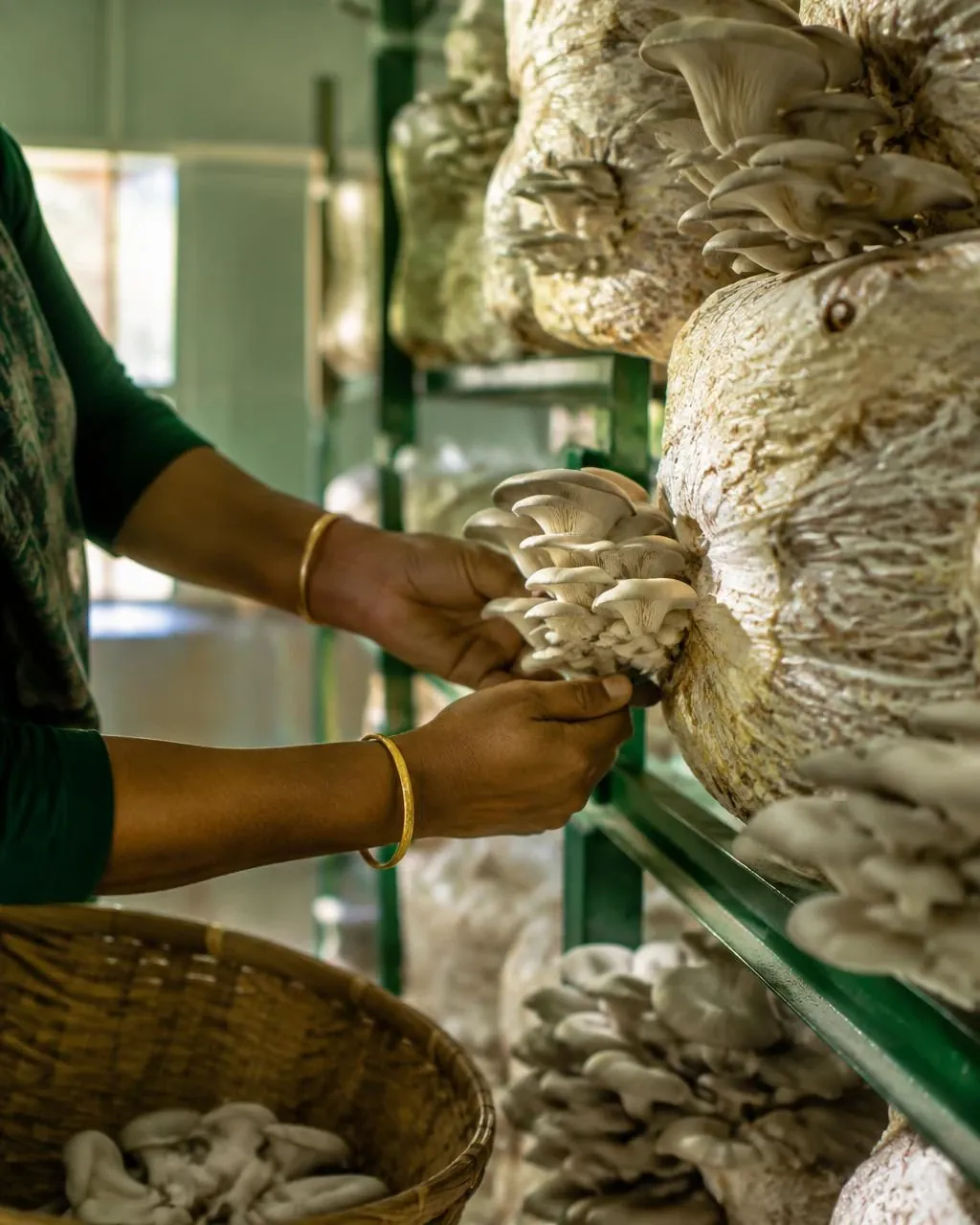 Hands harvesting oyster mushrooms in a cultivation room
